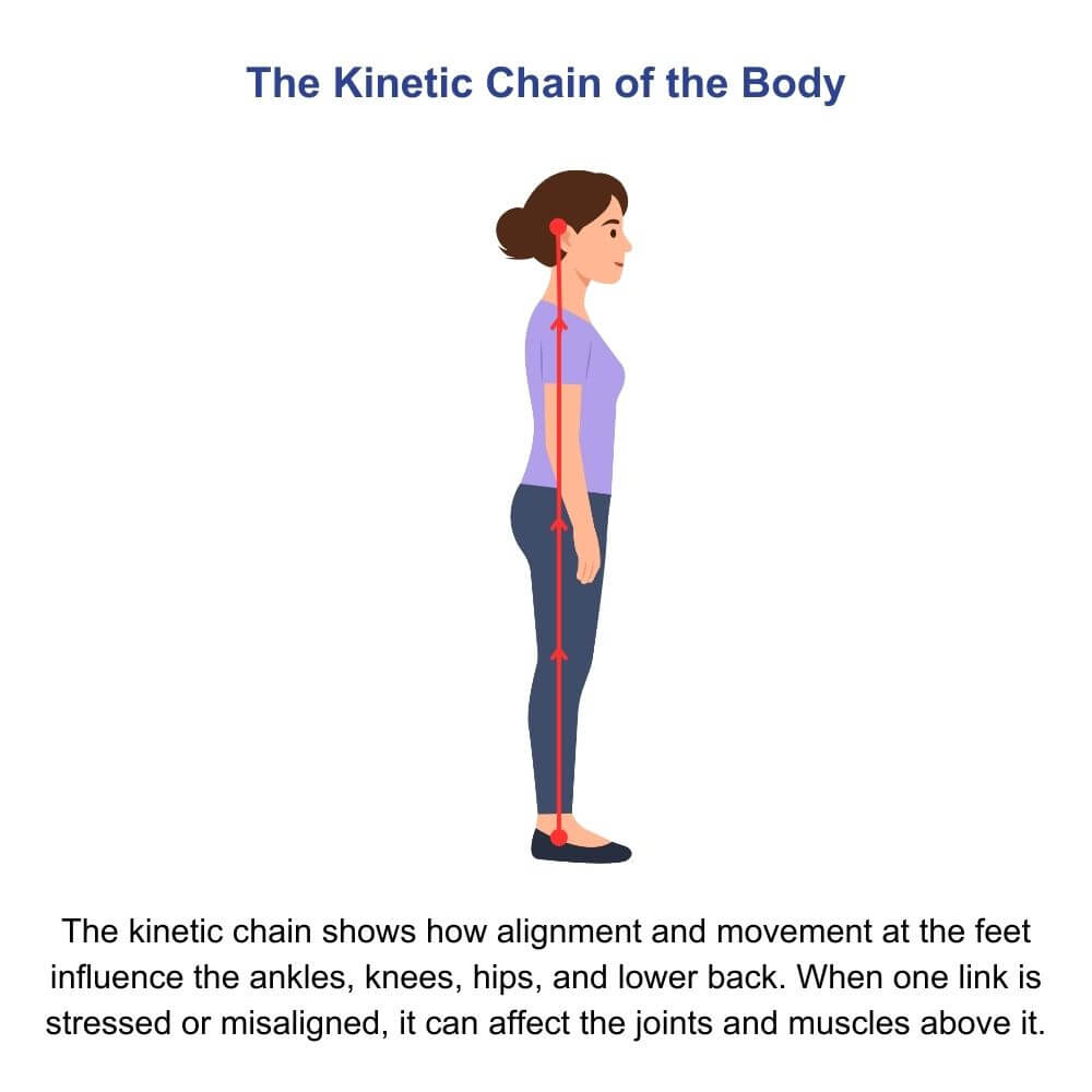 Diagram of the kinetic chain of the body
